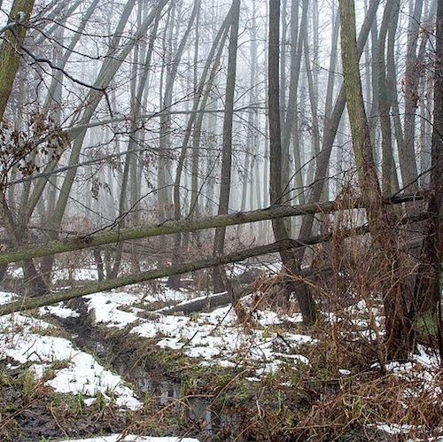 Bend Wawerskie in Warsaw, alder forest